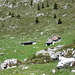 casera Campelli