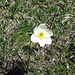anemone