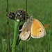"Teddybär" - Schmetterling an einer Distelknospe