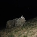 Verwilderte Schafe auf der Alpe Mottàc