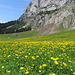 Blumenwiesen bei der Alp Tesel