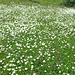 Blumenwiese in Brülisau
