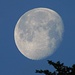 Der Mond am blauen Himmel läuft Gefahr, unter zu gehen....vielleicht wird er von dem Baum aufgefangen?