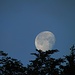 Der Baum hat den Mond tatsächlich aufgefangen:-)