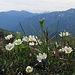 Blumenpracht auf den Gipfelwiesen des Grubenkopfs