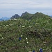 Blick über Frühlingsblumenwiesen am Grubenkopf zum Klammspitzgrat