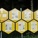 Interessantes zur Bienenzucht an der Belegstelle Randen