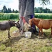 wetten dass...das links kein Pony ist;-)