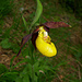 Frauenschuh (Orchideenart)...rel. selten und streng geschützt