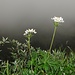 Nebel und Blüten am Grat.