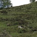 avvistamento camoscio