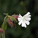 Die Weiße Lichtnelke (Silene latifolia subsp. alba (Mill.)) auch Weiße Nachtnelke, Weißes Leimkraut, Nacht-Lichtnelke und Nachtnelke genannt, gehört zur Familie der Nelkengewächse (Caryophyllaceae).
 
Ihre Blüten öffnen sich erst am Nachmittag und verströmen dann ihren angenehmen Duft, um die Nachtschmetterlinge anzulocken. Bereits in der Dämmerung schließen sie sich wieder.
