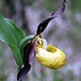 Fauenschuh, die seltenste Orchidee in unserem Gebiet