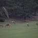 Abendlicher Besuch im Nationalpark...friedlich grasen die Hirsche..