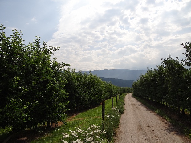 Unterwegs von Tramin zum Kalterer See...Obst- und Weinanbau soweit das Auge reicht...