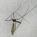 Fliege auf dem Schnee