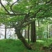 Noch ein paar Bilder von [u 83_Stefan]: Ein Baum wie aus dem Märchenland im Anstieg zum Karkopf.