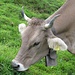 Kuh mit Horn und Glocke: so stellt man sich Kühe vor!