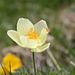 Eine gelbe Alpen-Kuhschelle oder -Küchenschelle (Pulsatilla alpina subsp. apiifolia)
