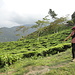 This garden... is from where you get your morning tea... Darjeeling Tea gardens