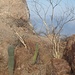 Kakteen wachsen in Sonora überall. Und der Strauch rechts nennt sich "life saver", da man sich an ihm festhalten kann. Er hat keine Dornen und ist sehr biegsam, ohne dabei zu brechen.