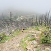 zurück beim Col de St-Eustache - Spuren des Waldbrandes