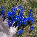 sgargianti fiori di...genzianella (gentiana verna)  grazie al botanico [u tapio]
