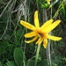 Auf dem Wanderweg von Älpli zum Kamm zeigt sich die Bergflora von der schönsten Seite und überaus abwechslungsreich. 