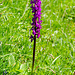 Blumenparadies Ober Baach: Männliches Knabenkraut (Orchis mascula)