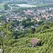 Weinberge oberhalb von Zwingenberg