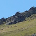 Hirsche auf ca. 2500 m