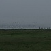 Am Gülper See versammeln sich die Vögel.