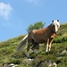 Cavallo curioso