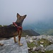 Suni guarda tra la nebbie dal pizzo Vogorno
