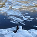 <b>Due pescatori, seminascosti dai blocchi di ghiaccio, pescano nel lago artificiale. </b>