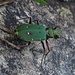 Schöner grüner Käfer neben dem Weg