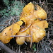 I primi cantarelli o finferli, o gallinacci, o perzeghìtt (Cantharellus cibarius): un buon auspicio per la stagione fungina
