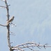 Baumpieper (Anthus trivialis)