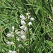 Schwert- oder Langblättriges Waldvögelein (Cephalanthera longifolia)