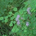 Akeleiblättrige Wiesenraute