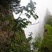 fast wie im Regenwald
