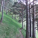 Schöne, steile, offene Wälder. 