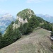 Blutt Stöckli - mühsames Legföhrengestrüpp. Links ist unter der Felsmauer der schmale und teilweise abgerutschte Pfad zum Buggigrat zu erkennen. 