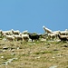 Pecore sulla cresta