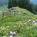 Blumenreich ins Tal rechts (nicht sichtbar) die Lochalpe