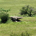 ein weiterer Dolmen, näher wollten wir nicht, zuviele Stiere auf der Wiese