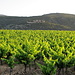 Wein, soweit das Auge reicht, das Languedoc ist das größte zusammenhängende weinbaugebiet Europas