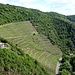 Die Weinfelder zwischen Altenahr und Laach.