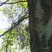Waldbaumläufer
