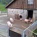 Neugierige Schweine bei der Pradamee Alpe